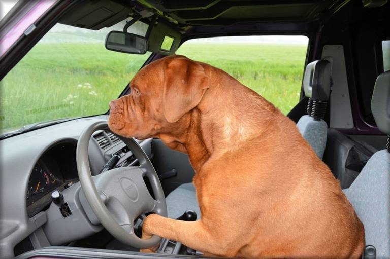 perro coche delante