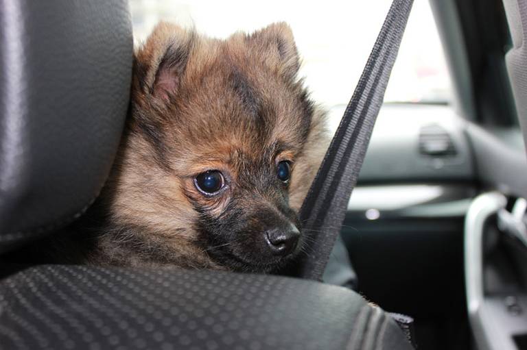 perro coche 03