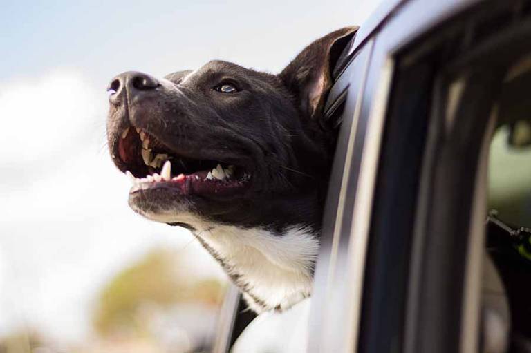 perro coche